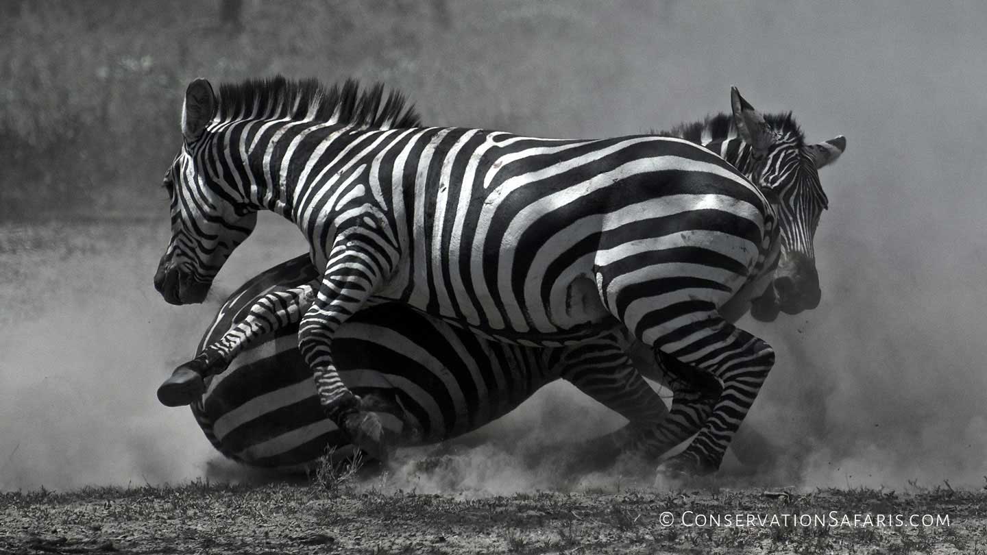 Zebras in Ngorongoro, Tanzania